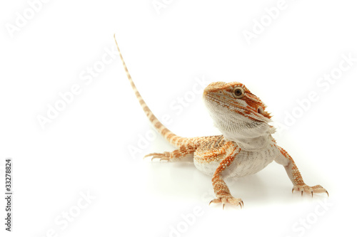 Photo: Lizard Bearded Dragon aka Sandfire, focused on eyes Lizard Bearded Dragon aka Sandfire, focused on eyes