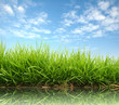 Photo: fresh spring grass fresh spring grass