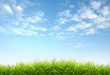 Foto: fresh spring grass fresh spring grass