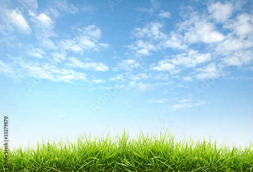 Photo: fresh spring grass fresh spring grass