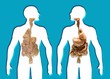Human Internal Organs