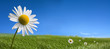Picturesque summer landscape and daisy flowers Picturesque summer landscape and daisy flowers