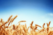 wheat
