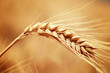 wheat