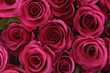 natural texture- red rose background