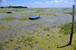 Bassin d'Arcachon