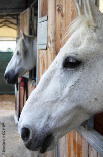 Photo: Horses in stable Horses in stable
