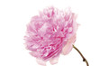 isolated pink tree-peony flower