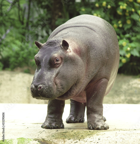 Photo: Hippopotamus, river horse caught on safari. sweet baby hippopota Hippopotamus, river horse caught on safari. sweet baby hippopota