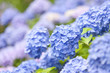アジサイの花