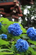 アジサイ (上野公園)
