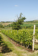 toscana