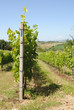 toscana