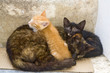 grèce; cyclades; amorgos : village de chora, chats grèce; cyclades; amorgos : village de chora, chats
