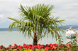 Südseefeeling im Hafen der Blumeninsel Mainau Südseefeeling im Hafen der Blumeninsel Mainau