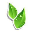 Green leafs