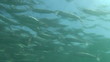 Fishes Underwater Fishes Underwater