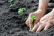 Photo: planting a tomatoes seedling planting a tomatoes seedling