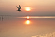 Photo: cruzando el sol cruzando el sol