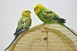 Two green budgerigars sitting on top of the golden cage