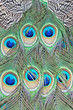 feathers of a peacock