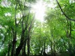 사진:木漏れ日 木漏れ日