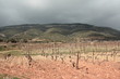 Vigne dans les Corbières,Aude