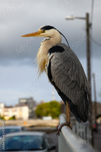 Photo: grey heron grey heron