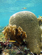 ����: Brain coral and surface � vilainecrevette #33305634