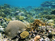 ����: Caribbean coral reef � vilainecrevette #33305636
