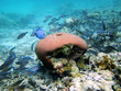 ����: Caribbean fish � vilainecrevette #33305639
