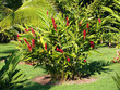 ����: Heliconia and palm � vilainecrevette #33305646