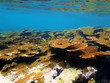 ����: Plate coral reef � vilainecrevette #33305650