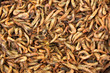 petites crevettes chez le poissonnier