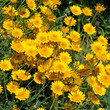 Färberkamille  Anthemis tinctoria