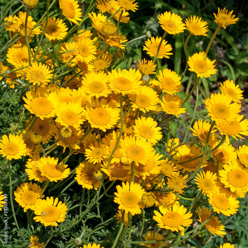 Photo: Färberkamille Anthemis tinctoria Färberkamille Anthemis tinctoria