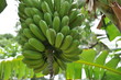 Unusual caribbean bunch of green bananas Unusual caribbean bunch of green bananas