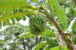 Unusual green bananas field in Cuba Unusual green bananas field in Cuba