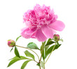 pink peony