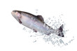 Fische 126