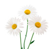 canvas print picture - daisy