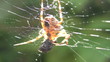 Spider eating a fly Spider eating a fly