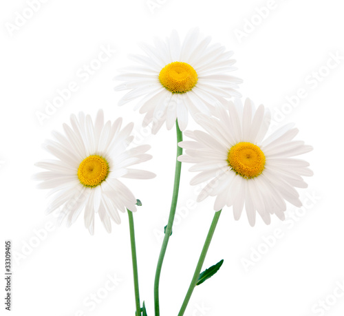 Photo: daisy daisy