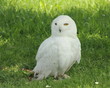 Búho Nival. Bubo scandiacus. Búho Nival. Bubo scandiacus.