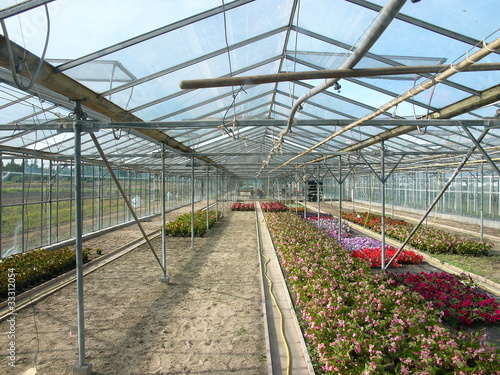 Photo: Gewächshaus in einer Gärtnerei mit bunter Blumenzucht Gewächshaus in einer Gärtnerei mit bunter Blumenzucht