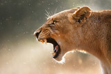 Lioness displaying dangerous teeth - Fine Art prints