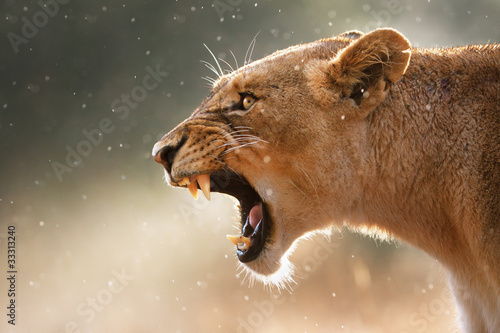 Foto: Lioness displaying dangerous teeth Lioness displaying dangerous teeth