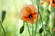 Mohnblumen