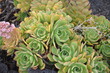 Pflanze auf Lanzarote
