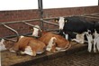 vaches à l'étable